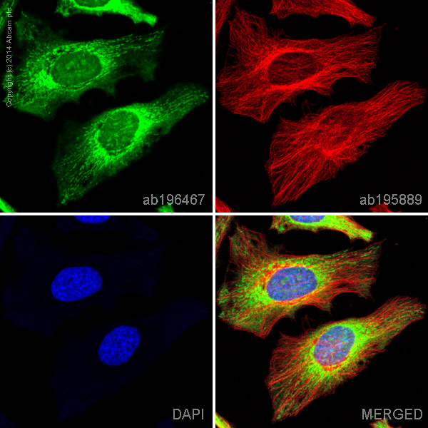 Immunocytochemistry/ Immunofluorescence - Alexa Fluor® 488 Anti-ATP5A antibody [EPR13030(B)] (AB196467), expandable thumbnail