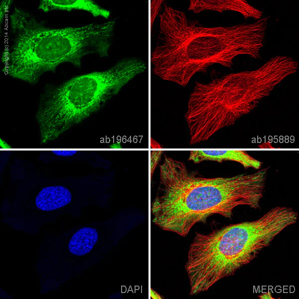 Immunocytochemistry/ Immunofluorescence - Alexa Fluor® 488 Anti-ATP5A antibody [EPR13030(B)] - Mitochondrial Marker (AB196467)