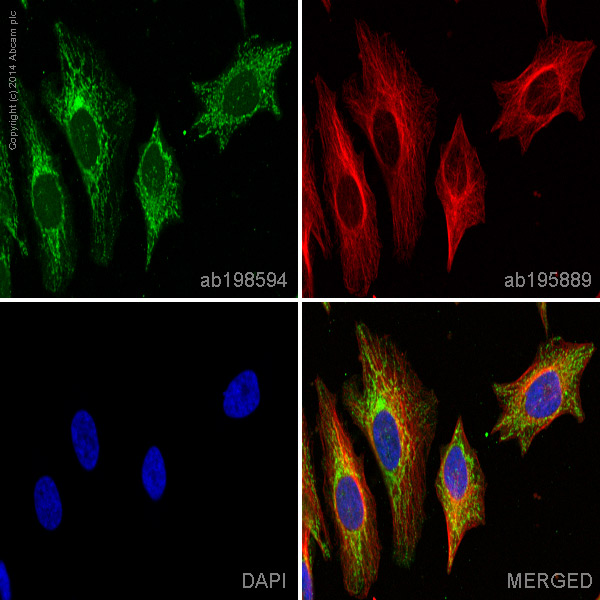 Immunocytochemistry/ Immunofluorescence - Alexa Fluor® 488 Anti-ATP5H antibody [10G5AB2] (AB198594)