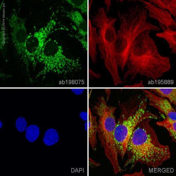 Immunocytochemistry/ Immunofluorescence - Alexa Fluor® 488 Anti-ATPase Inhibitory Factor 1/IF1 antibody [5E2D7] (AB198075), expandable thumbnail