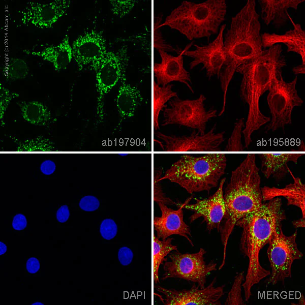 Immunocytochemistry/ Immunofluorescence - Alexa Fluor® 488 Anti-ATPB antibody [3D5] - Mitochondrial Marker (AB197904)