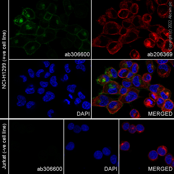 Immunocytochemistry/ Immunofluorescence - Alexa Fluor® 488 Anti-Axl antibody [7E 10] (AB306600), expandable thumbnail