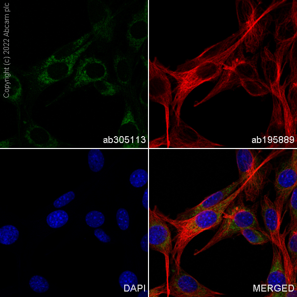 Immunocytochemistry/ Immunofluorescence - Alexa Fluor® 488 Anti-Bcl-XL antibody [E18] (AB305113), expandable thumbnail
