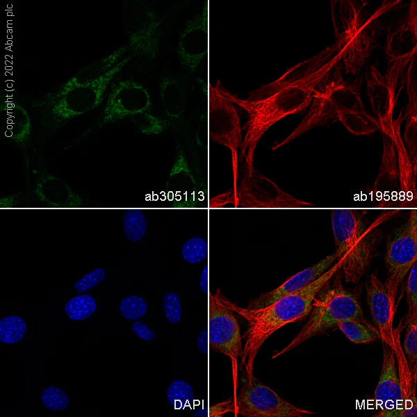 Immunocytochemistry/ Immunofluorescence - Alexa Fluor® 488 Anti-Bcl-XL antibody [E18] (AB305113)