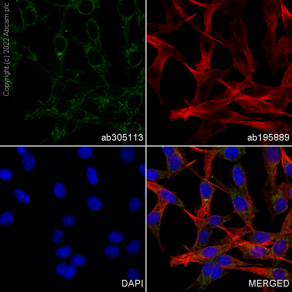 Immunocytochemistry/ Immunofluorescence - Alexa Fluor® 488 Anti-Bcl-XL antibody [E18] (AB305113), expandable thumbnail