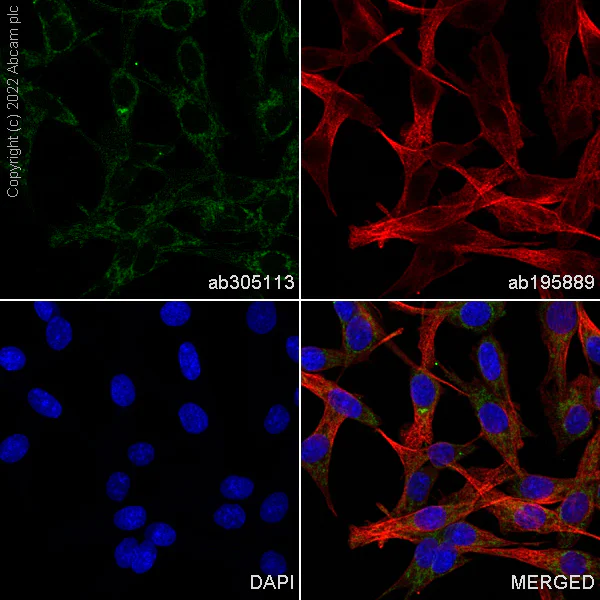 Immunocytochemistry/ Immunofluorescence - Alexa Fluor® 488 Anti-Bcl-XL antibody [E18] (AB305113)