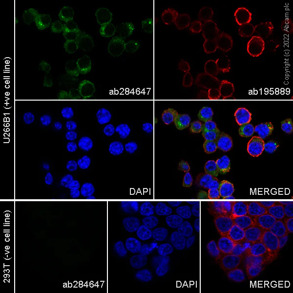 Immunocytochemistry/ Immunofluorescence - Alexa Fluor® 488 Anti-BCMA antibody [EPR22457-260] (AB284647)