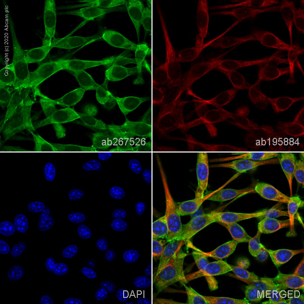 Immunocytochemistry/ Immunofluorescence - Alexa Fluor® 488 Anti-beta Actin antibody [SP124] - Cytoskeleton Marker (AB267526), expandable thumbnail
