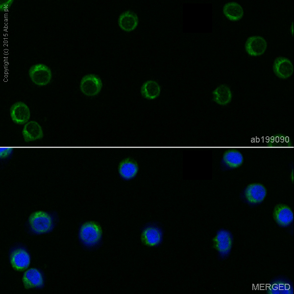 Immunocytochemistry/ Immunofluorescence - Alexa Fluor® 488 Anti-beta Arrestin 1 antibody [E274] (AB199090)