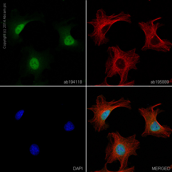 Immunocytochemistry/ Immunofluorescence - Alexa Fluor® 488 Anti-beta Catenin antibody [E247] (AB194118), expandable thumbnail