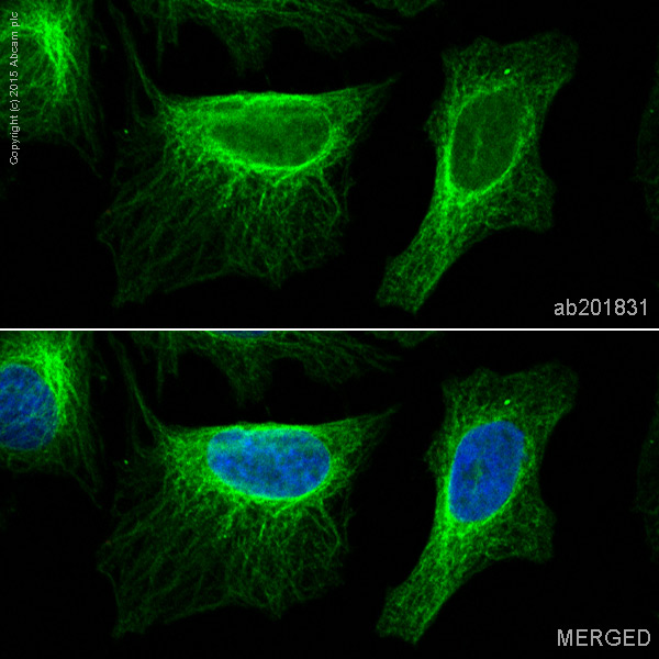 Immunocytochemistry/ Immunofluorescence - Alexa Fluor® 488 Anti-beta I Tubulin antibody [EPR16778] (AB201831)