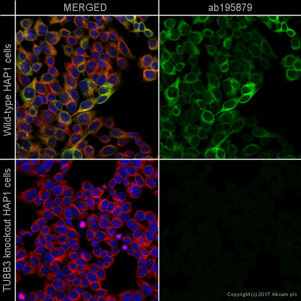 Immunocytochemistry/ Immunofluorescence - Alexa Fluor® 488 Anti-beta III Tubulin antibody [2G10] (AB195879), expandable thumbnail