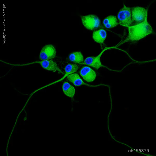 Immunocytochemistry/ Immunofluorescence - Alexa Fluor® 488 Anti-beta III Tubulin antibody [2G10] - Neuronal Marker (AB195879)