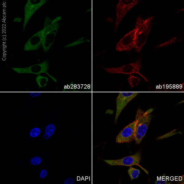 Immunocytochemistry/ Immunofluorescence - Alexa Fluor® 488 Anti-beta III Tubulin antibody [EP1569Y] - Neuronal Marker (AB283728)