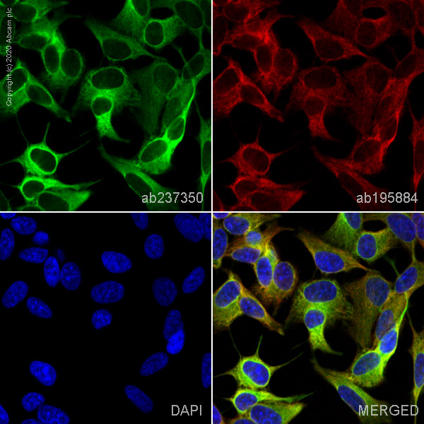 Immunocytochemistry/ Immunofluorescence - Alexa Fluor® 488 Anti-beta III Tubulin antibody [EPR19591] (AB237350), expandable thumbnail