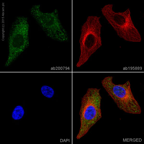 Immunocytochemistry/ Immunofluorescence - Alexa Fluor® 488 Anti-BMP4 antibody [EPR6211] (AB200794)