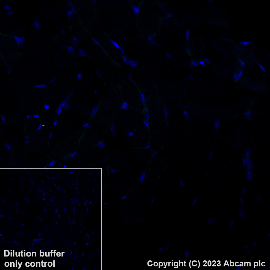 Alexa Fluor® 488 Anti-Brachyury / Bry antibody [EPR18113