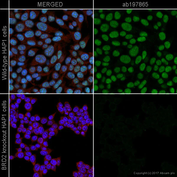 Immunocytochemistry/ Immunofluorescence - Alexa Fluor® 488 Anti-BRD2 antibody [EPR7642] (AB197865)