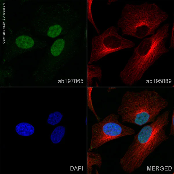 Immunocytochemistry/ Immunofluorescence - Alexa Fluor® 488 Anti-BRD2 antibody [EPR7642] (AB197865)
