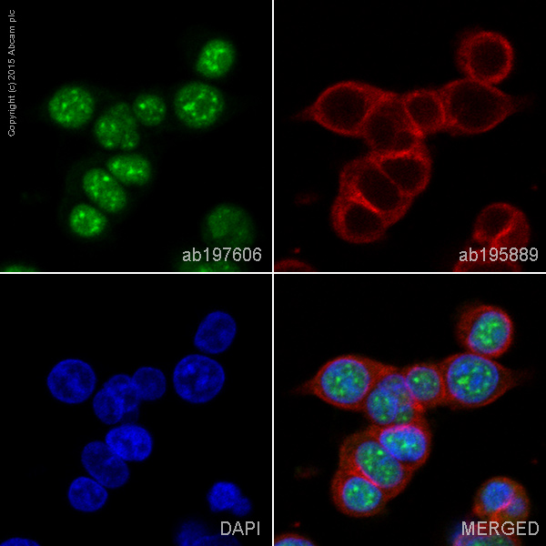 Immunocytochemistry - Alexa Fluor® 488 Anti-Brd4 antibody [EPR5150(2)] (AB197606), expandable thumbnail