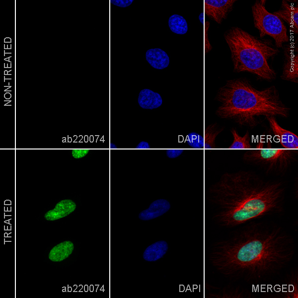 Immunocytochemistry/ Immunofluorescence - Alexa Fluor® 488 Anti-BrdU antibody [BU1/75 (ICR1)] (AB220074)