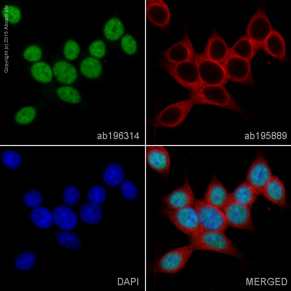 Immunocytochemistry/ Immunofluorescence - Alexa Fluor® 488 Anti-BRG1 antibody [EPNCIR111A] (AB196314), expandable thumbnail