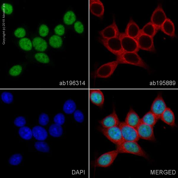 Immunocytochemistry/ Immunofluorescence - Alexa Fluor® 488 Anti-BRG1 antibody [EPNCIR111A] (AB196314)