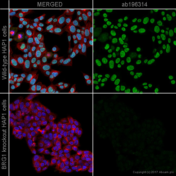 Immunocytochemistry/ Immunofluorescence - Alexa Fluor® 488 Anti-BRG1 antibody [EPNCIR111A] (AB196314), expandable thumbnail