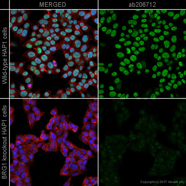 Immunocytochemistry/ Immunofluorescence - Alexa Fluor® 488 Anti-BRG1 antibody [EPR3912] (AB206712)