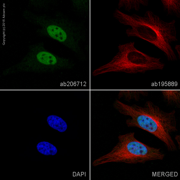 Immunocytochemistry/ Immunofluorescence - Alexa Fluor® 488 Anti-BRG1 antibody [EPR3912] (AB206712), expandable thumbnail