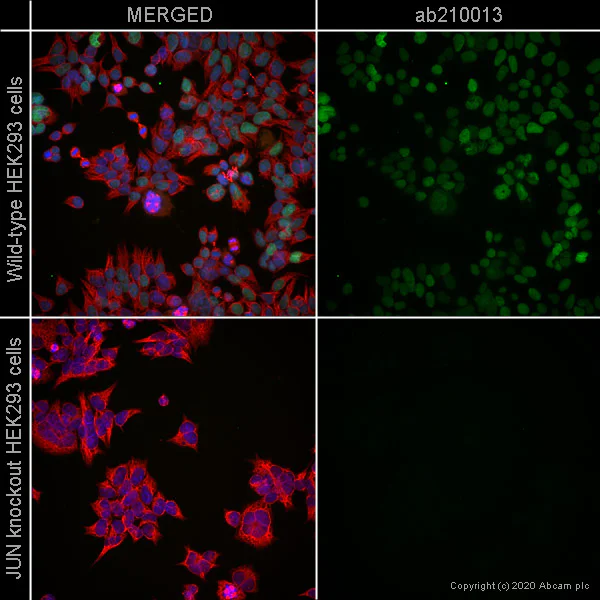 Immunocytochemistry/ Immunofluorescence - Alexa Fluor® 488 Anti-c-Jun antibody [EP693Y] (AB210013)