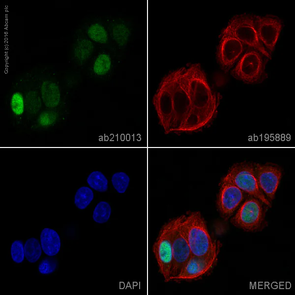 Immunocytochemistry/ Immunofluorescence - Alexa Fluor® 488 Anti-c-Jun antibody [EP693Y] (AB210013)