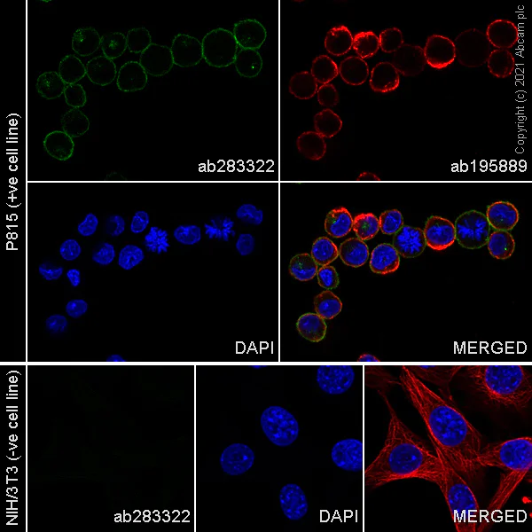 Immunocytochemistry/ Immunofluorescence - Alexa Fluor® 488 Anti-c-Kit antibody [EPR24708-25] (AB283322)