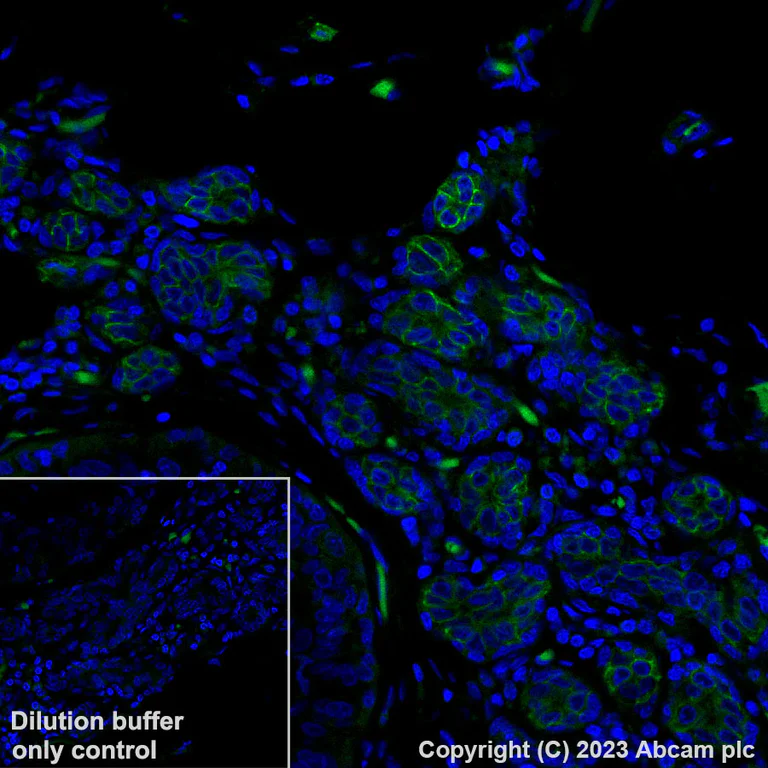 Immunohistochemistry (Formalin/PFA-fixed paraffin-embedded sections) - Alexa Fluor® 488 Anti-c-Kit antibody [YR145] (AB309968)
