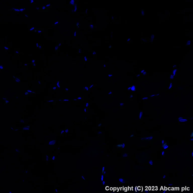 Immunohistochemistry (Formalin/PFA-fixed paraffin-embedded sections) - Alexa Fluor® 488 Anti-c-Kit antibody [YR145] (AB309968)