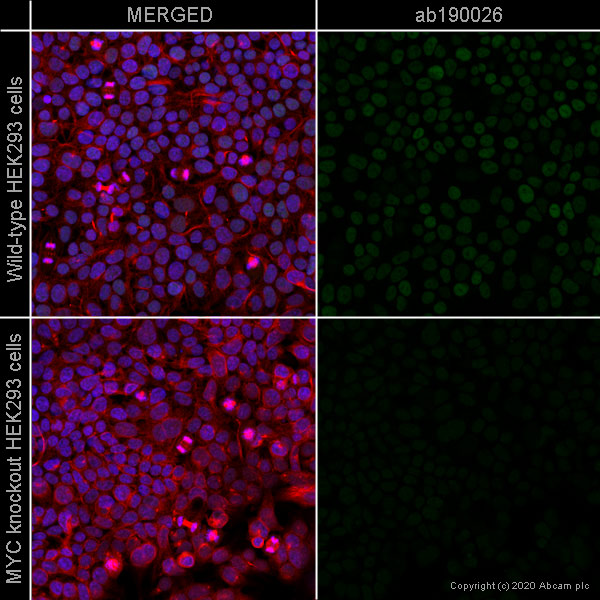 Immunocytochemistry/ Immunofluorescence - Alexa Fluor® 488 Anti-c-Myc antibody [Y69] (AB190026)