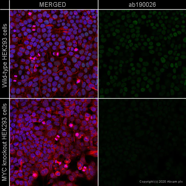 Immunocytochemistry/ Immunofluorescence - Alexa Fluor® 488 Anti-c-Myc antibody [Y69] (AB190026)