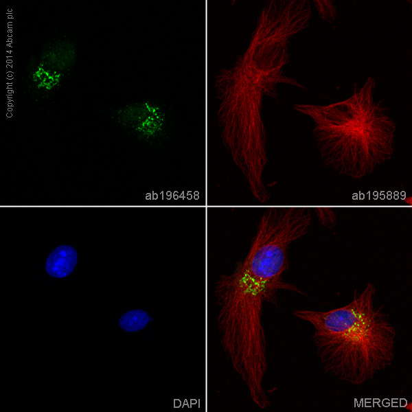 Immunocytochemistry/ Immunofluorescence - Alexa Fluor® 488 Anti-C3 antibody [EPR2988] (AB196458), expandable thumbnail
