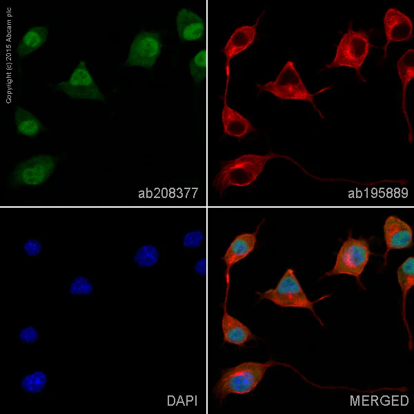 Immunocytochemistry/ Immunofluorescence - Alexa Fluor® 488 Anti-Calbindin antibody [EP3478] (AB208377)