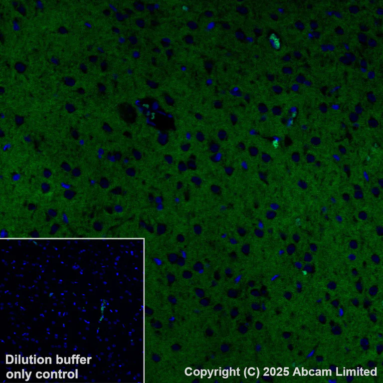 Immunohistochemistry (Formalin/PFA-fixed paraffin-embedded sections) - Alexa Fluor® 488 Anti-Calcium Pump PMCA2 ATPase antibody [EPR28923-56] (AB324298)