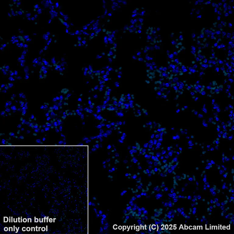 Immunohistochemistry (Formalin/PFA-fixed paraffin-embedded sections) - Alexa Fluor® 488 Anti-Calcium Pump PMCA2 ATPase antibody [EPR28923-56] (AB324298)