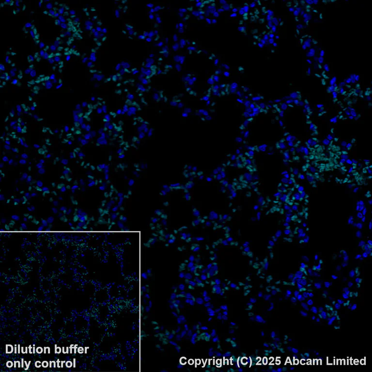 Immunohistochemistry (Formalin/PFA-fixed paraffin-embedded sections) - Alexa Fluor® 488 Anti-Calcium Pump PMCA2 ATPase antibody [EPR28923-56] (AB324298)
