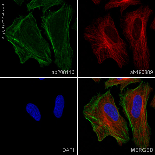 Immunocytochemistry/ Immunofluorescence - Alexa Fluor® 488 Anti-Caldesmon/CDM antibody [E89] (AB208116)
