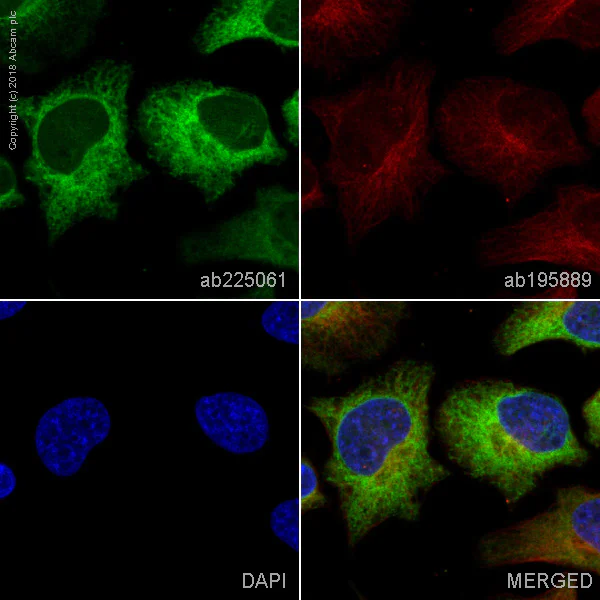 Immunocytochemistry/ Immunofluorescence - Alexa Fluor® 488 Anti-Calnexin antibody [EPR3632] (AB225061)