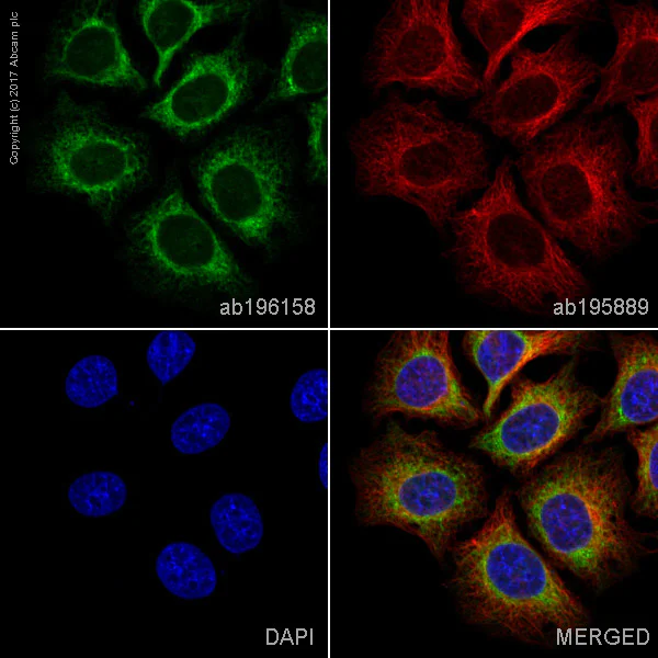 Alexa Fluor® 488 conjugated Anti-Calreticulin antibody