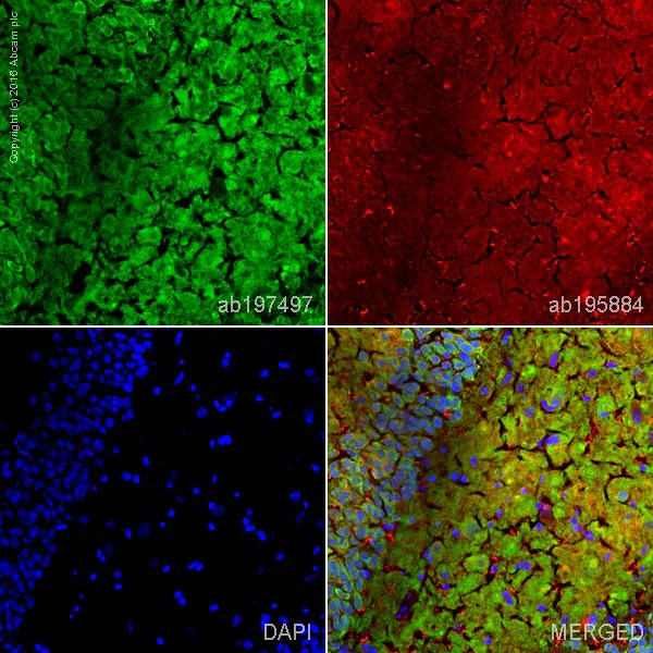Immunohistochemistry (Frozen sections) - Alexa Fluor® 488 Anti-CaMKII alpha antibody [6G9] (AB197497)
