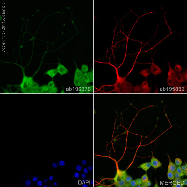 Immunocytochemistry/ Immunofluorescence - Alexa Fluor® 488 Anti-CaMKII antibody [EP1829Y] (AB196378)