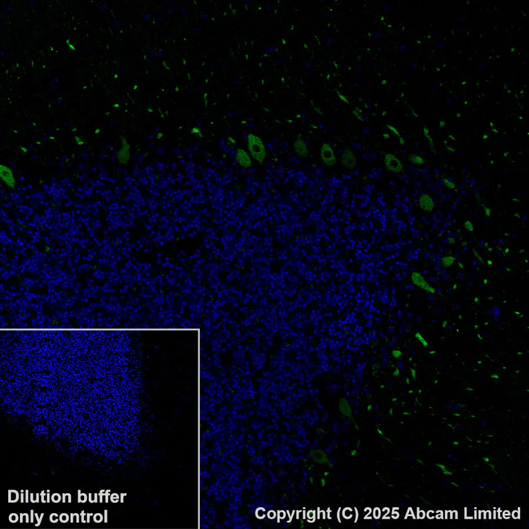 Immunohistochemistry (Formalin/PFA-fixed paraffin-embedded sections) - Alexa Fluor® 488 Anti-Carbonic Anhydrase 8/CA8 antibody [EPR29175-67] (AB324297)