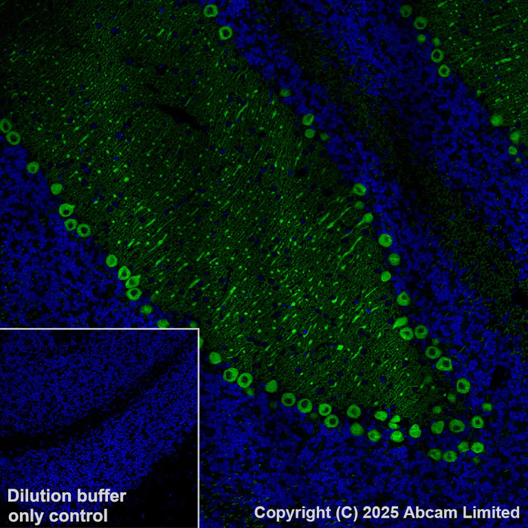 Immunohistochemistry (Formalin/PFA-fixed paraffin-embedded sections) - Alexa Fluor® 488 Anti-Carbonic Anhydrase 8/CA8 antibody [EPR29175-67] (AB324297)