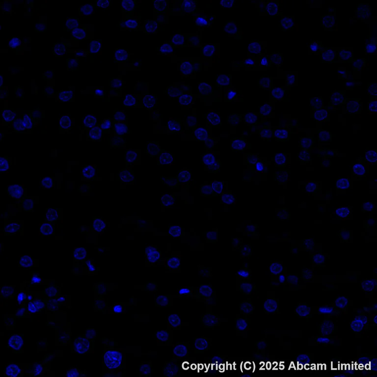 Immunohistochemistry (Formalin/PFA-fixed paraffin-embedded sections) - Alexa Fluor® 488 Anti-Carbonic Anhydrase 8/CA8 antibody [EPR29175-67] (AB324297)